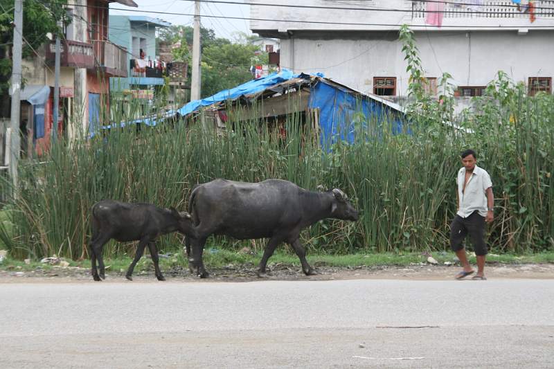India & Nepal 2011 - 0639